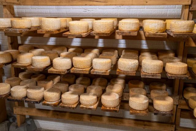 L'affinage des fromages suisses : caves, morge, retournements et durée de garde L'affinage des fromages suisses : caves, morge, retournements et durée de garde