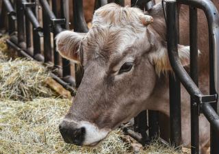 Que mange une vache laitière en Suisse ?