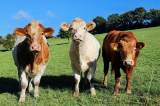 SST et SRPA : le bien-être des vaches