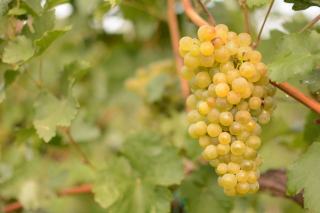Le Chasselas, blanc phare de la Suisse romande