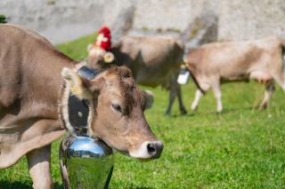Cloches et sonnailles de vaches : quelles différences