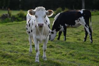 La Fribourgeoise, race pie noire disparue