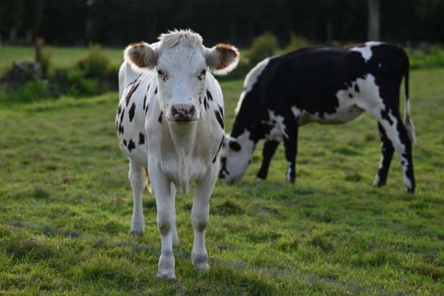 La vache fribourgeoise pie noire, une race du canton disparue au XXe siècle La vache fribourgeoise pie noire, une race du canton disparue au XXe siècle