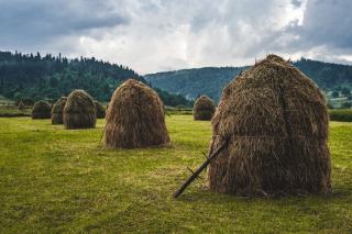 Lait de non-ensilage : pourquoi cette règle