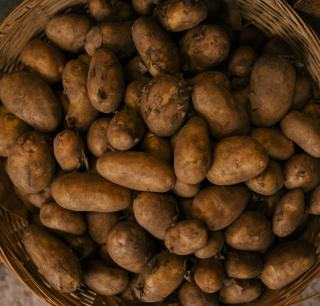 Pommes de terre : quelle variété pour quel plat ?
