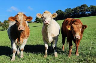 SST et SRPA : le bien-être des vaches