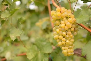 Le Chasselas, blanc phare de la Suisse romande