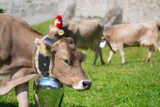 Cloches et sonnailles de vaches : quelles différences