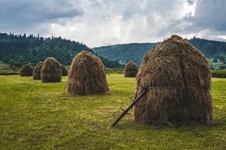 Lait de non-ensilage : pourquoi cette règle
