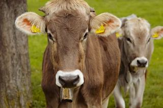Races de vaches laitières en Suisse