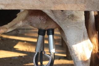 La traite des vaches, matin et soir