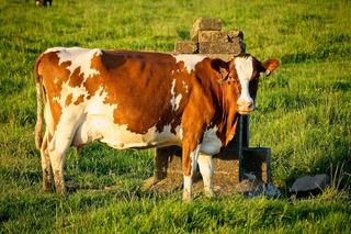 La vache Simmental, race mixte bernoise