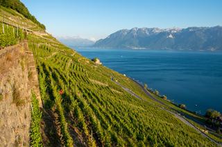 Lavaux : terrasses, appellations et Chasselas