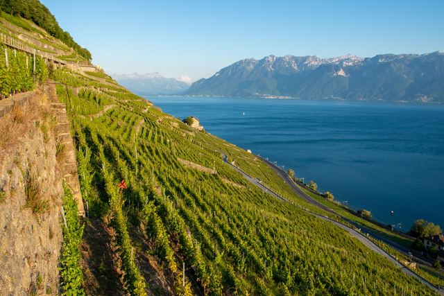 Le vignoble de Lavaux, des terrasses de pierre entre Lausanne et Montreux Le vignoble de Lavaux, des terrasses de pierre entre Lausanne et Montreux