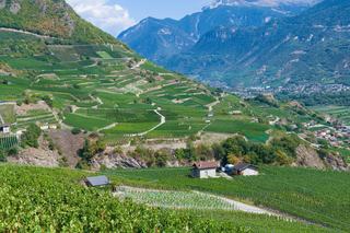 Vins du Valais : cépages et coteaux du Rhône